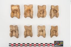 Foto von Astragalknochen (NHMW-PRAE-025010)